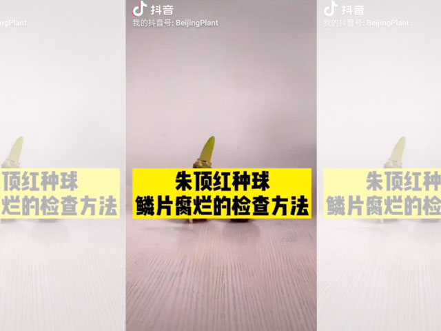 朱頂紅種球鱗片腐爛的檢查方法