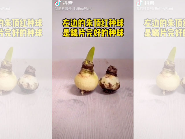 朱頂紅種球鱗片腐爛的檢查方法
