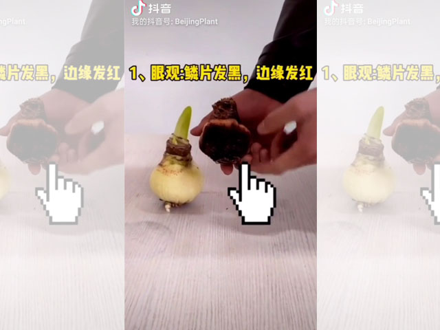 朱頂紅種球鱗片腐爛的檢查方法
