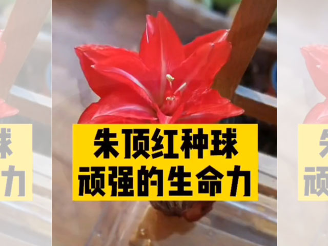 朱頂紅種球頑強(qiáng)的生命力