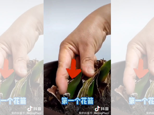 朱頂紅種球頑強(qiáng)的生命力