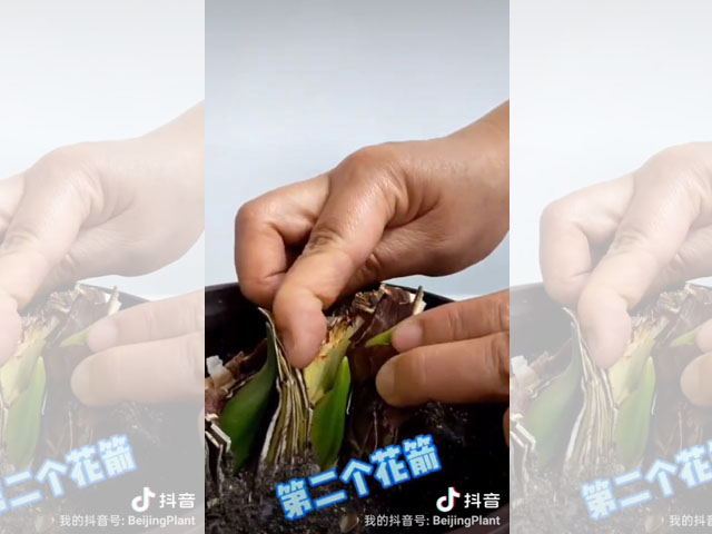 朱頂紅種球頑強(qiáng)的生命力