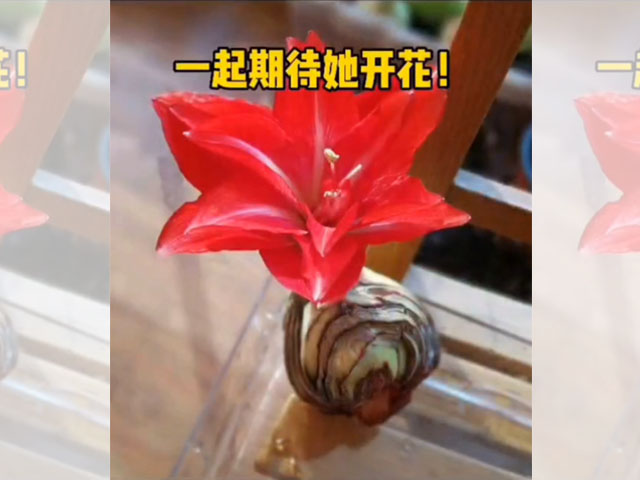 朱頂紅種球頑強(qiáng)的生命力