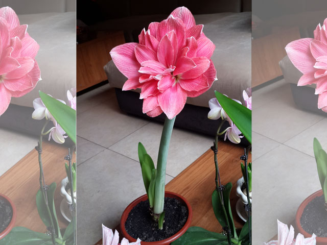 干貨：朱頂紅新球上盆工作