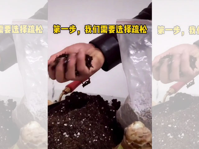 朱頂紅種球種植前的土壤選擇