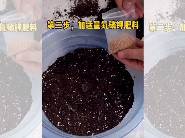 朱頂紅種球種植前的土壤選擇