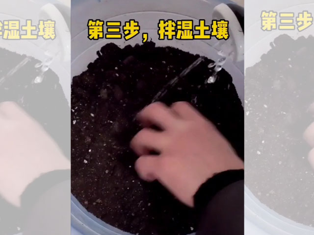 朱頂紅種球種植前的土壤選擇
