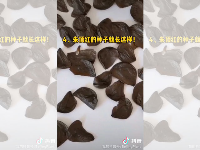 朱頂紅的種子長這樣