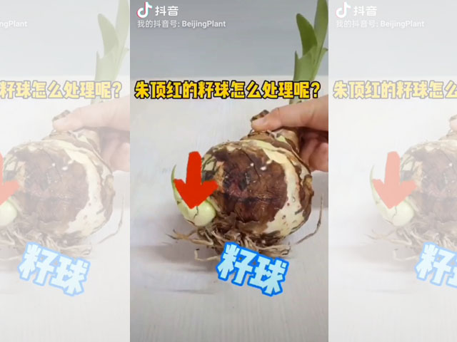 朱頂紅籽球的妙用