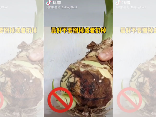 朱頂紅籽球的妙用