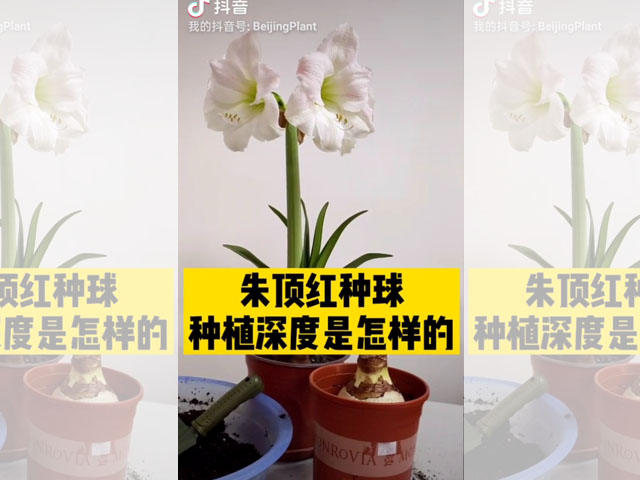朱頂紅種球種植深度是怎樣的