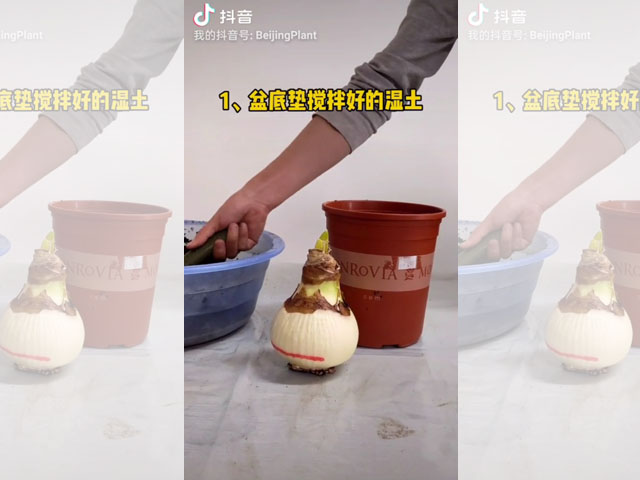朱頂紅種球種植深度是怎樣的