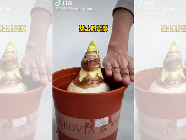 朱頂紅種球種植深度是怎樣的