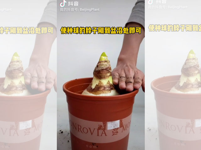 朱頂紅種球種植深度是怎樣的