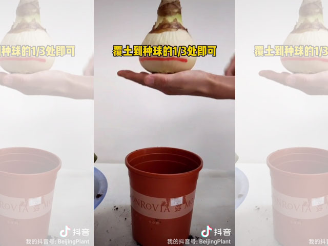 朱頂紅種球種植深度是怎樣的