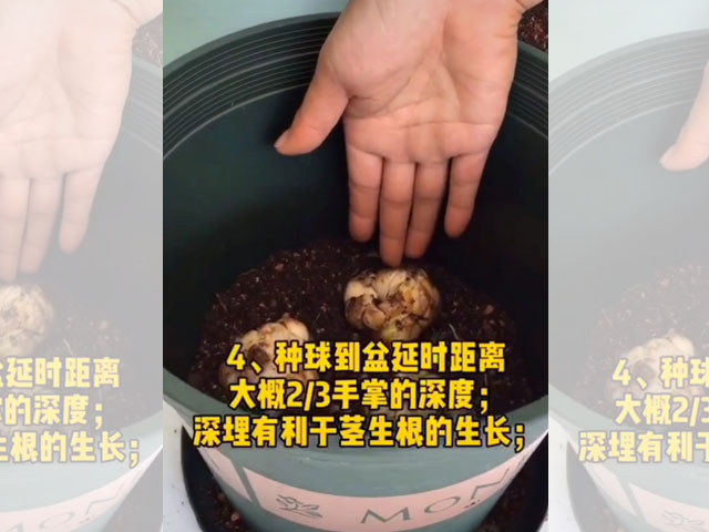 百合種球的正確種植方法 百合種球的正確種植方法