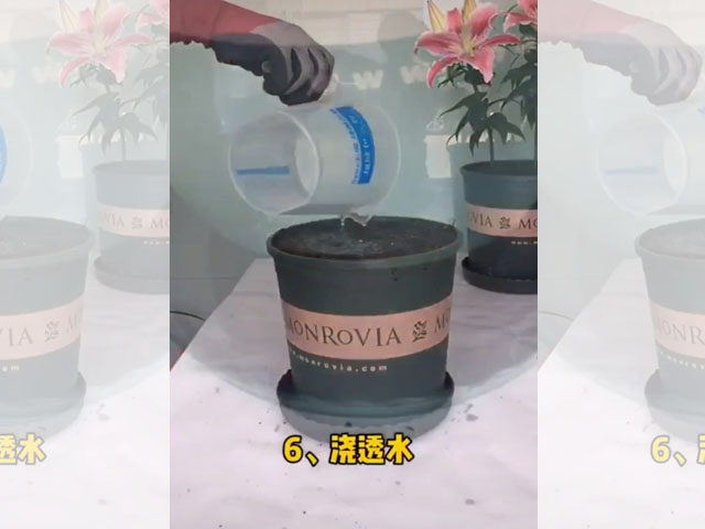 百合種球的正確種植方法 百合種球的正確種植方法