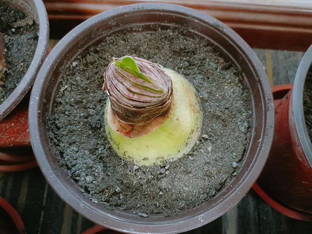 荷蘭進(jìn)口朱頂紅種球種植時怎么澆水 荷蘭進(jìn)口朱頂紅種球種植時怎么澆水