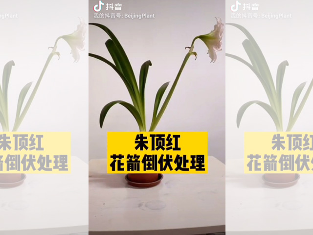 朱頂紅花箭倒伏的處理
