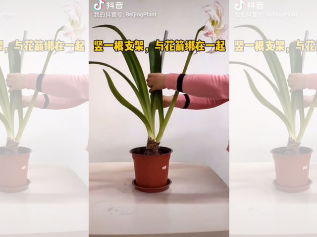 朱頂紅花箭倒伏的處理