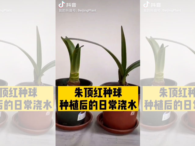朱頂紅種球種植后的日常澆水