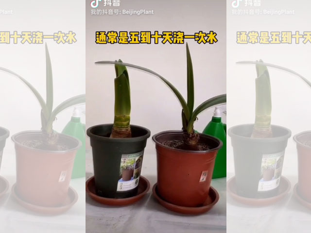 朱頂紅種球種植后的日常澆水