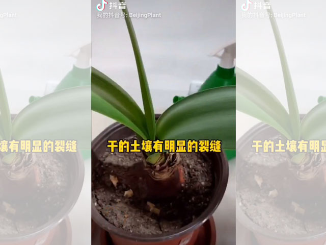 朱頂紅種球種植后的日常澆水