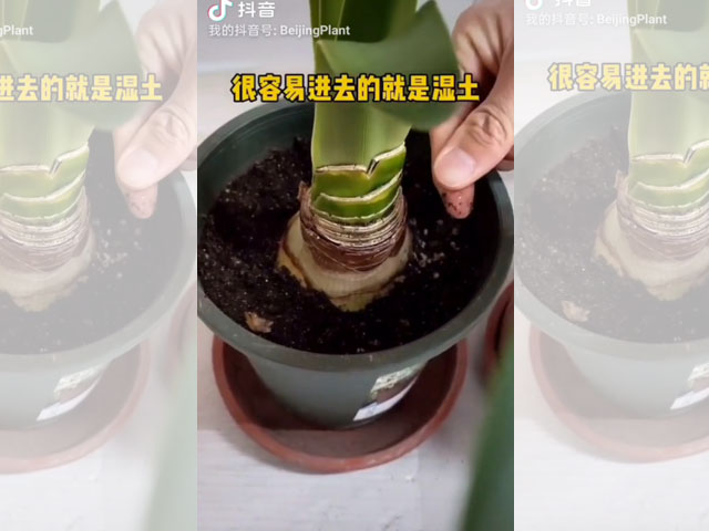 朱頂紅種球種植后的日常澆水