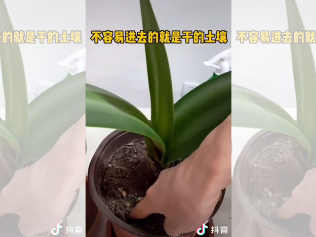 朱頂紅種球種植后的日常澆水
