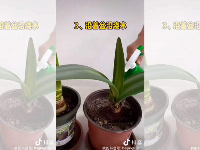 朱頂紅種球種植后的日常澆水