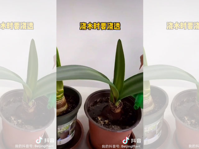 朱頂紅種球種植后的日常澆水