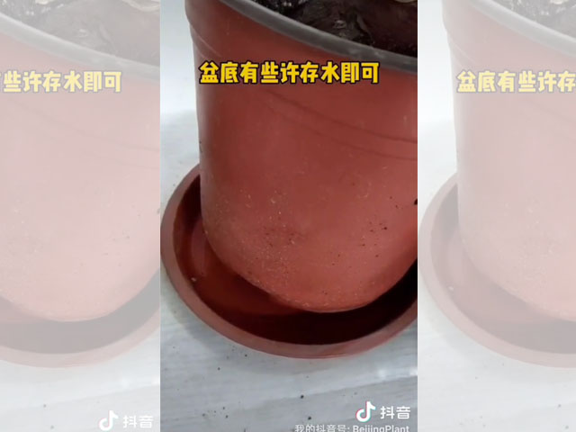 朱頂紅種球種植后的日常澆水
