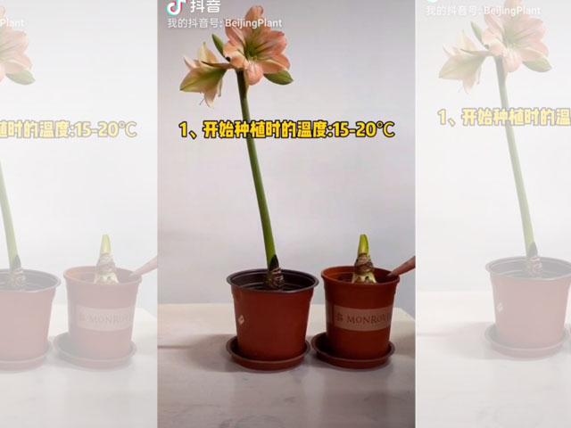 朱頂紅種球適宜的生長溫度