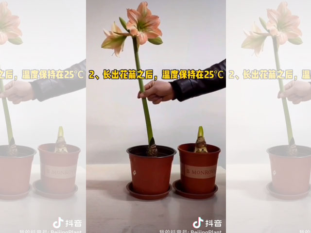 朱頂紅種球適宜的生長溫度
