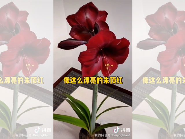 朱頂紅種球適宜的生長溫度