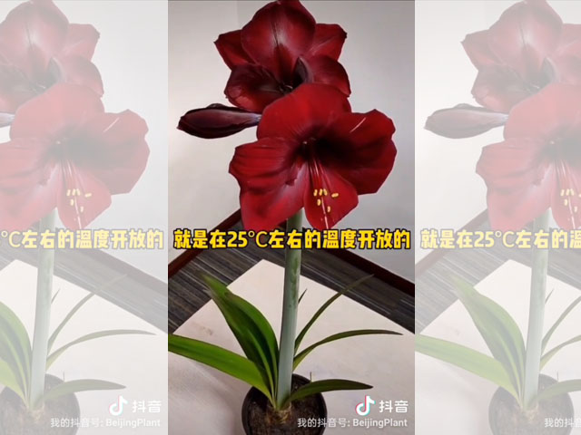 朱頂紅種球適宜的生長溫度