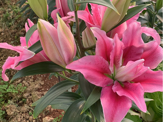 百合花種球怎么養(yǎng)