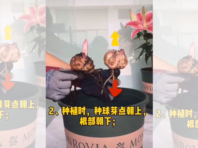 百合種球種植方法