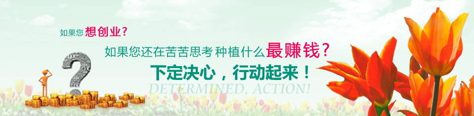 圃朗特花卉種球