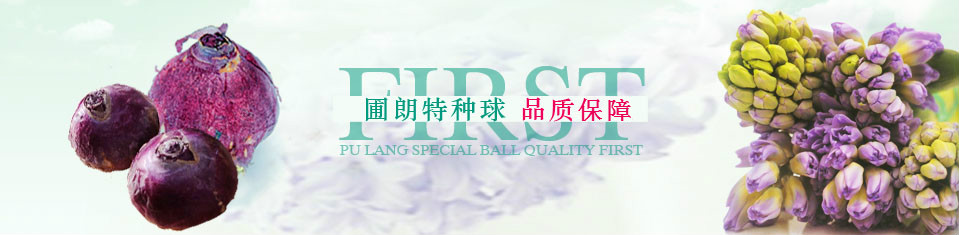圃朗特種球