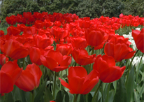 公園洋水仙