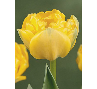 Yellow Pomponette  黃繡球