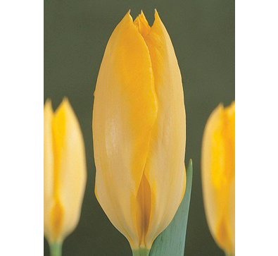 Yellow_Purissima   黃普瑞斯瑪