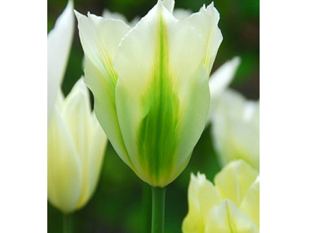 Spring Green   春綠