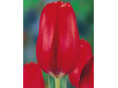Red  Power    紅力量