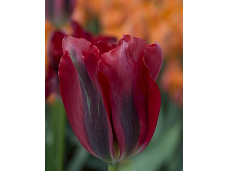Red_Springgreen  紅春綠