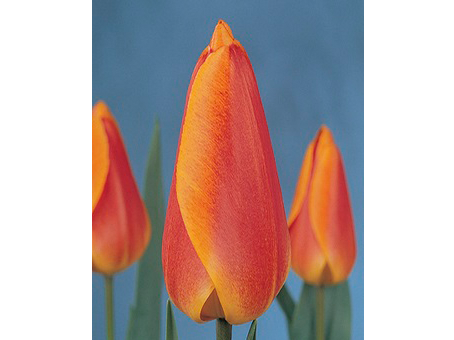 Oxford's_Elite   牛津的精華