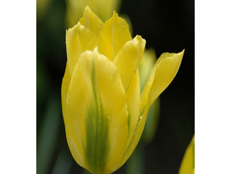 Yellow Springgreen  黃春綠