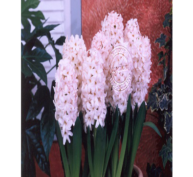 China Pink 中國粉