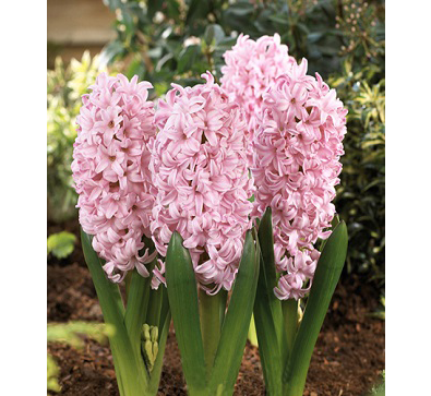 Pink Surprise  粉色驚奇